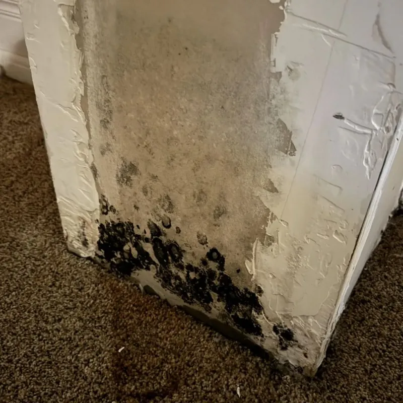 Professional Mold Removal in High Ridge, MO
